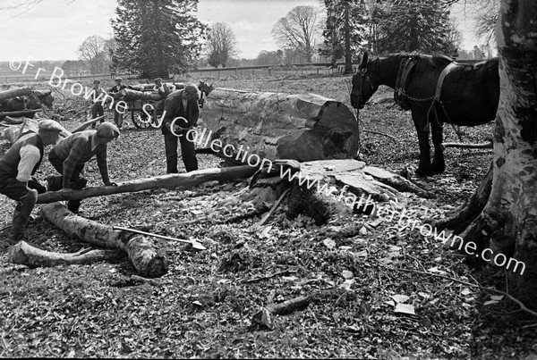 EARLY RECORDS OF FORESTRY WORK LOGGING